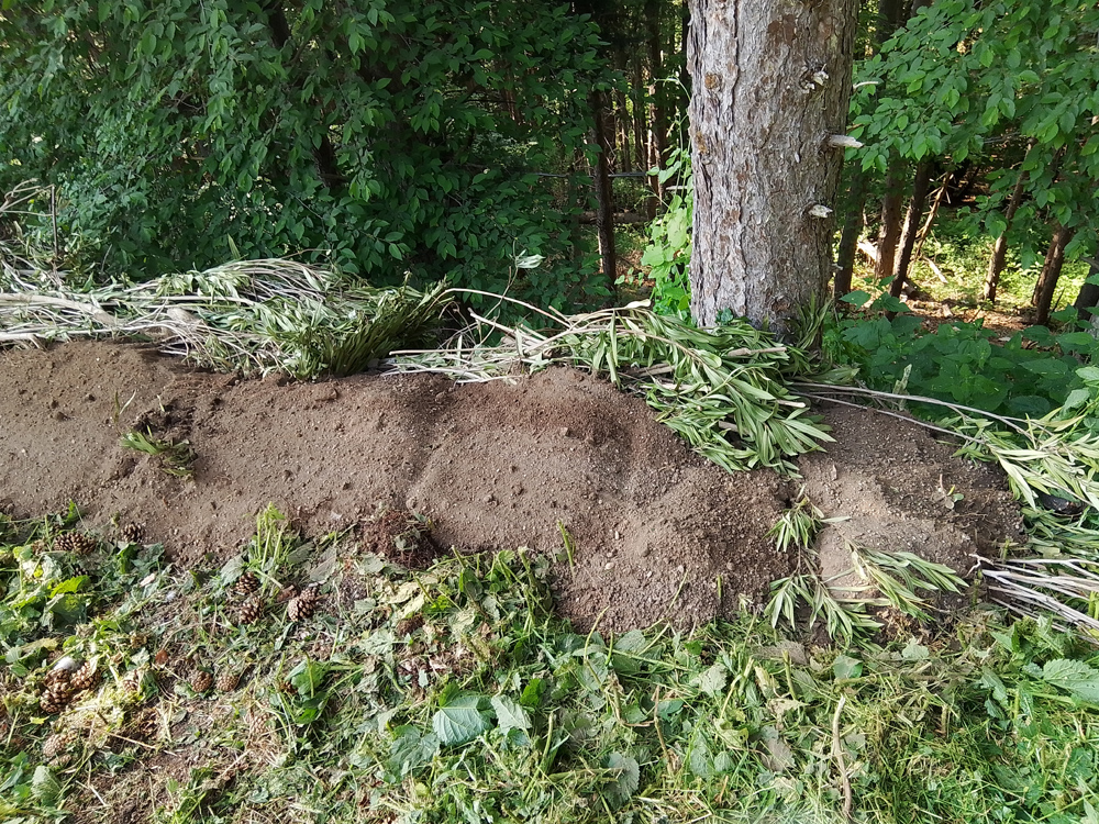 Ingegneria forestale