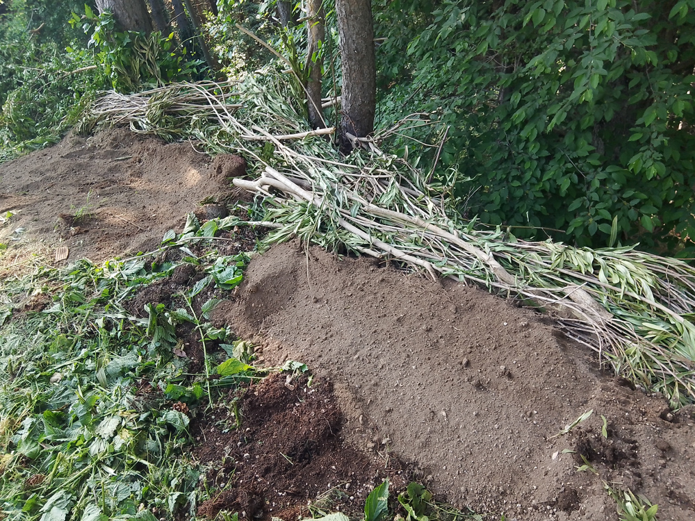 Ingegneria forestale