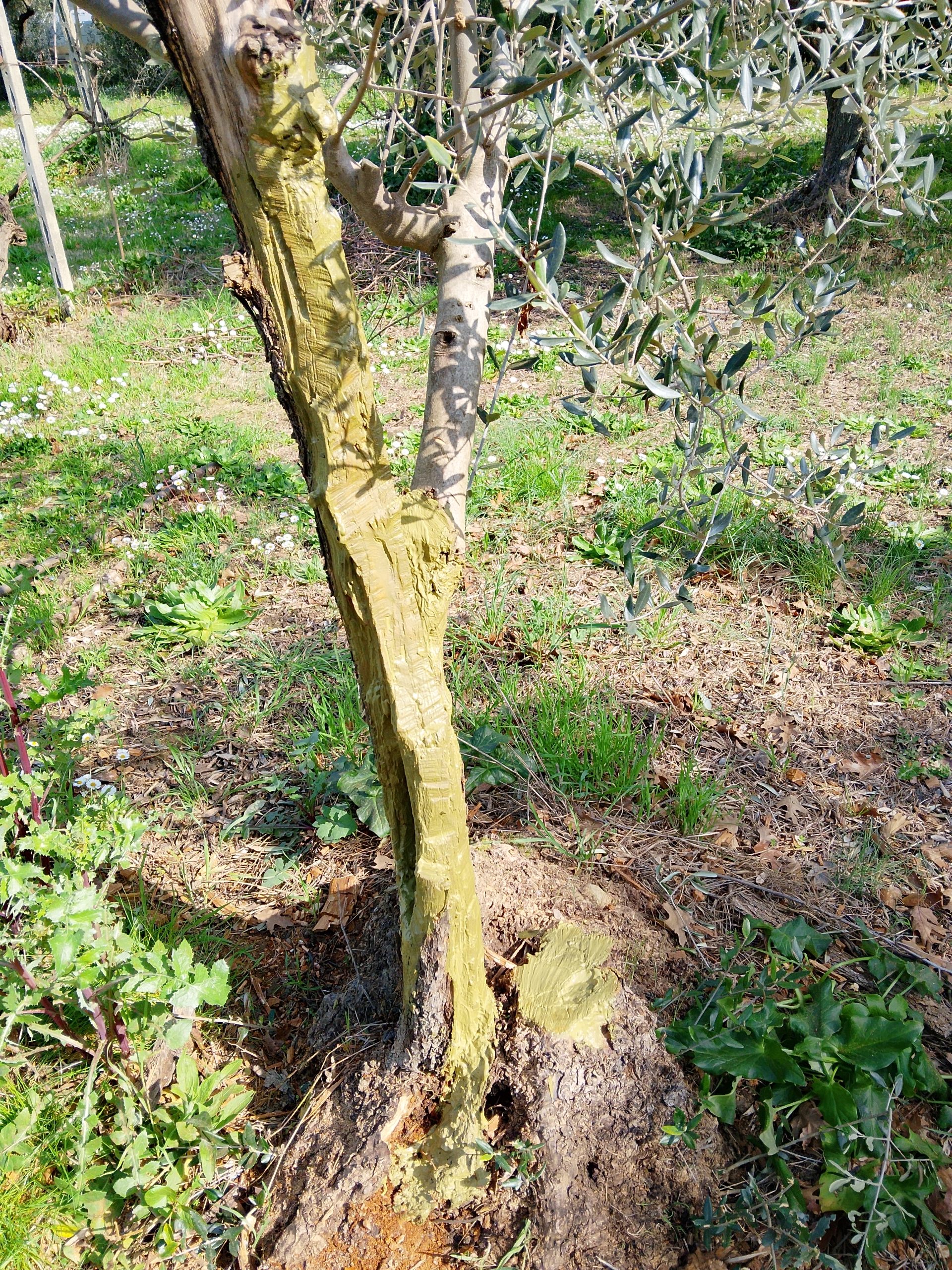Potatura e cura ulivi