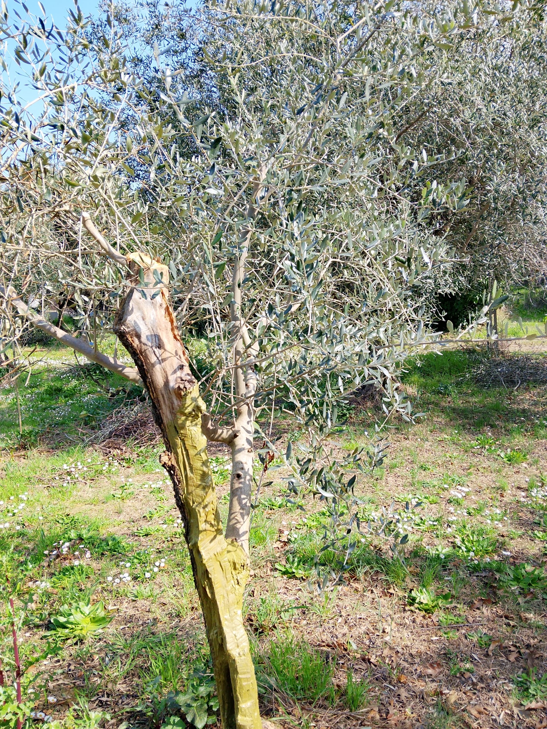 Potatura e cura ulivi