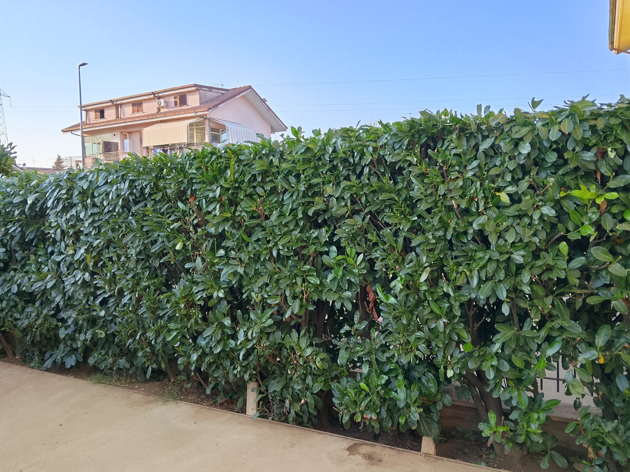 Manutenzione giardino a Roma