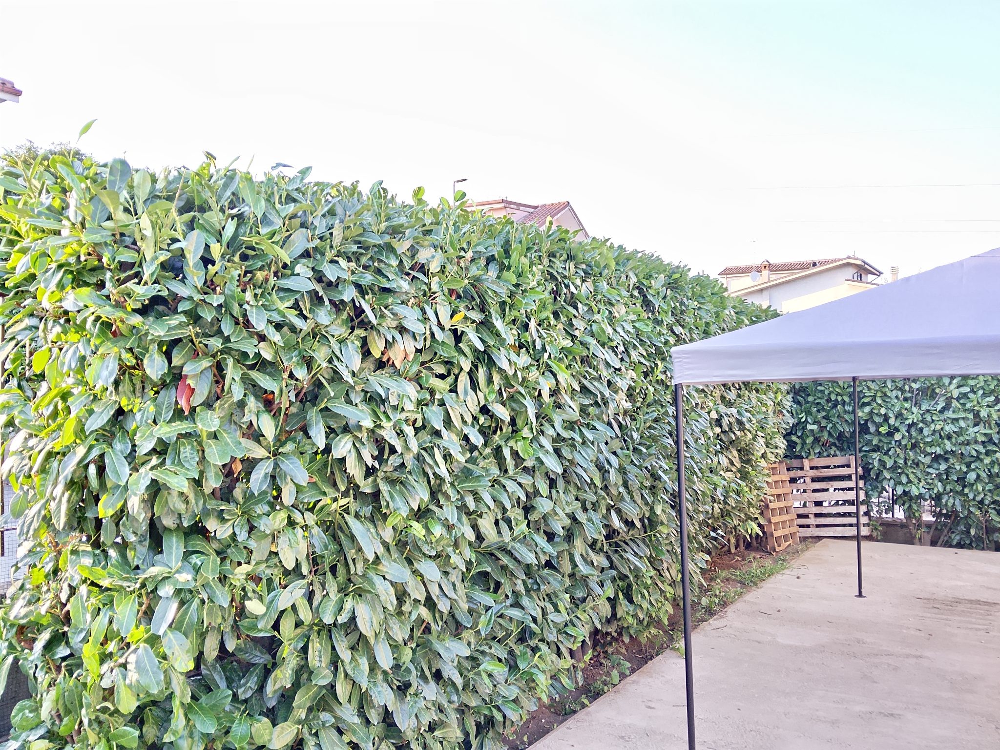 Manutenzione giardino a Roma