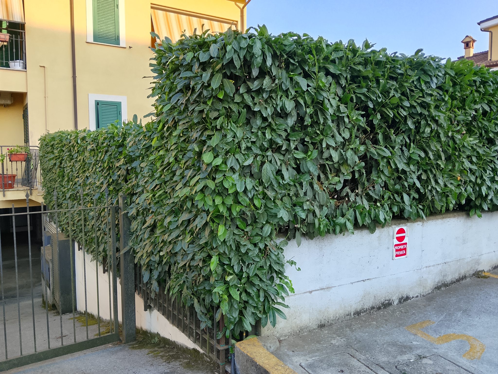 Manutenzione giardino a Roma