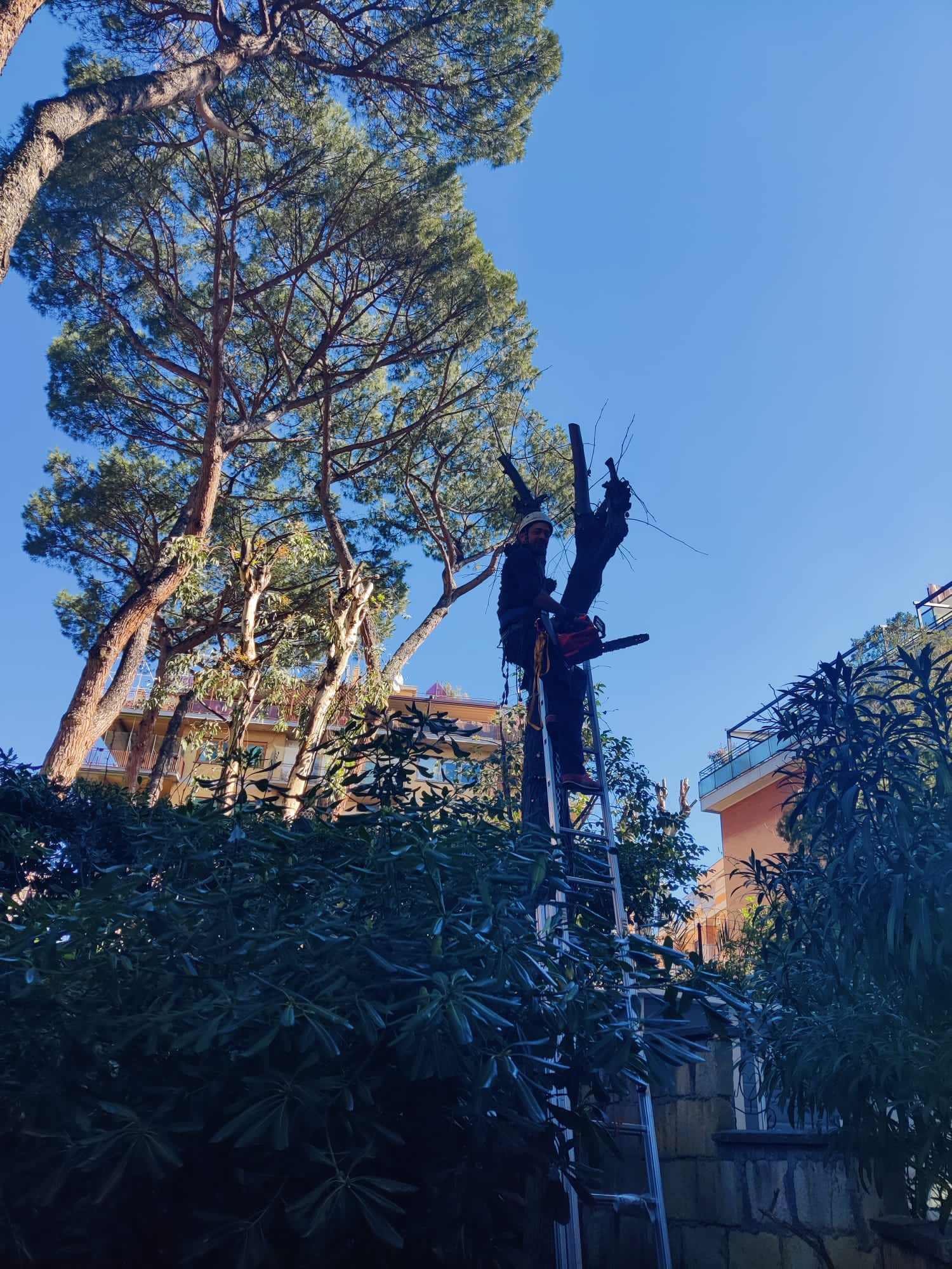 Potatura albero ad alto fusto