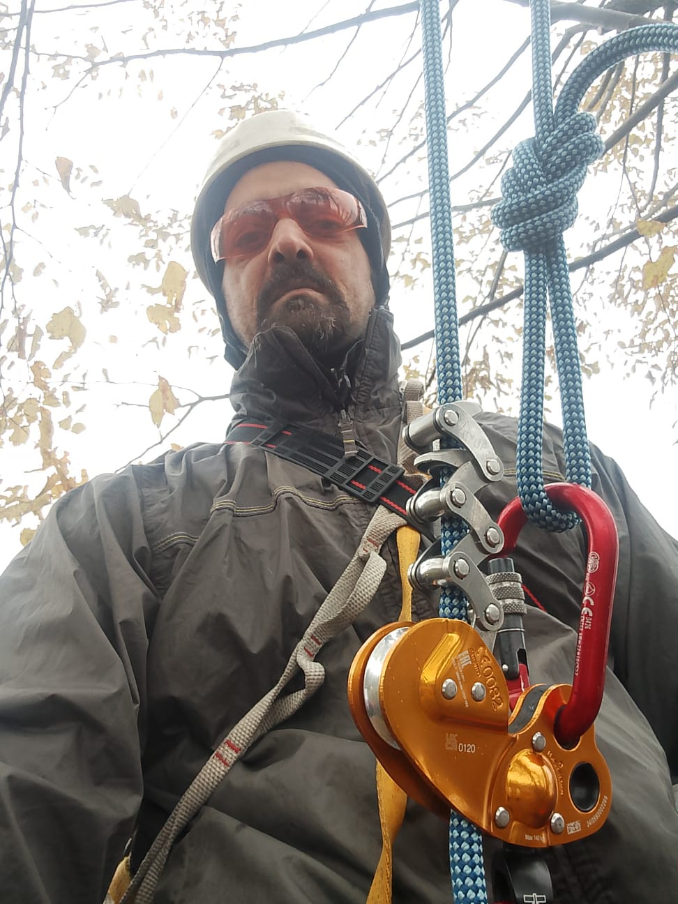 Abbattimento albero ad alto fusto