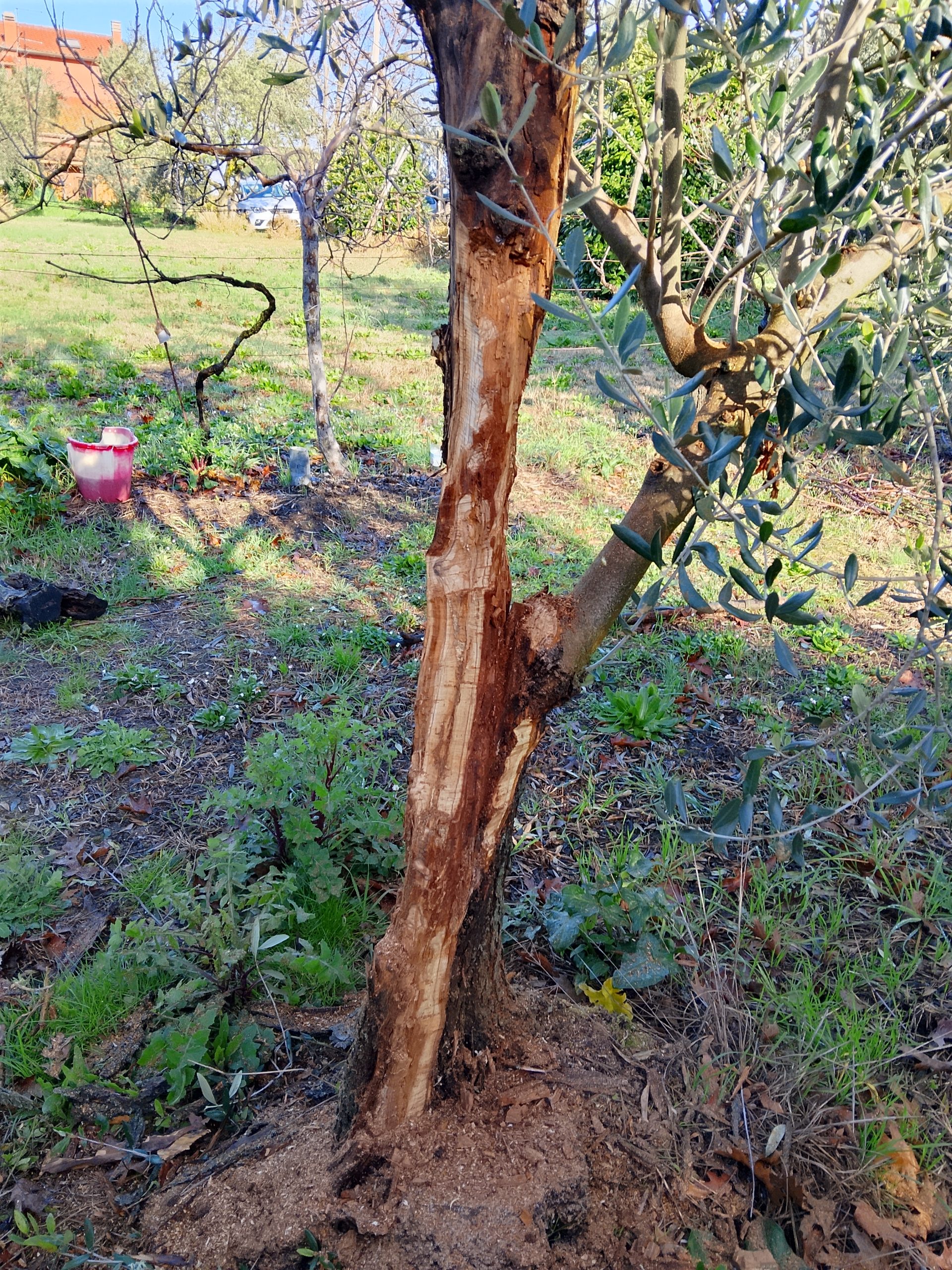 Potatura e cura ulivi