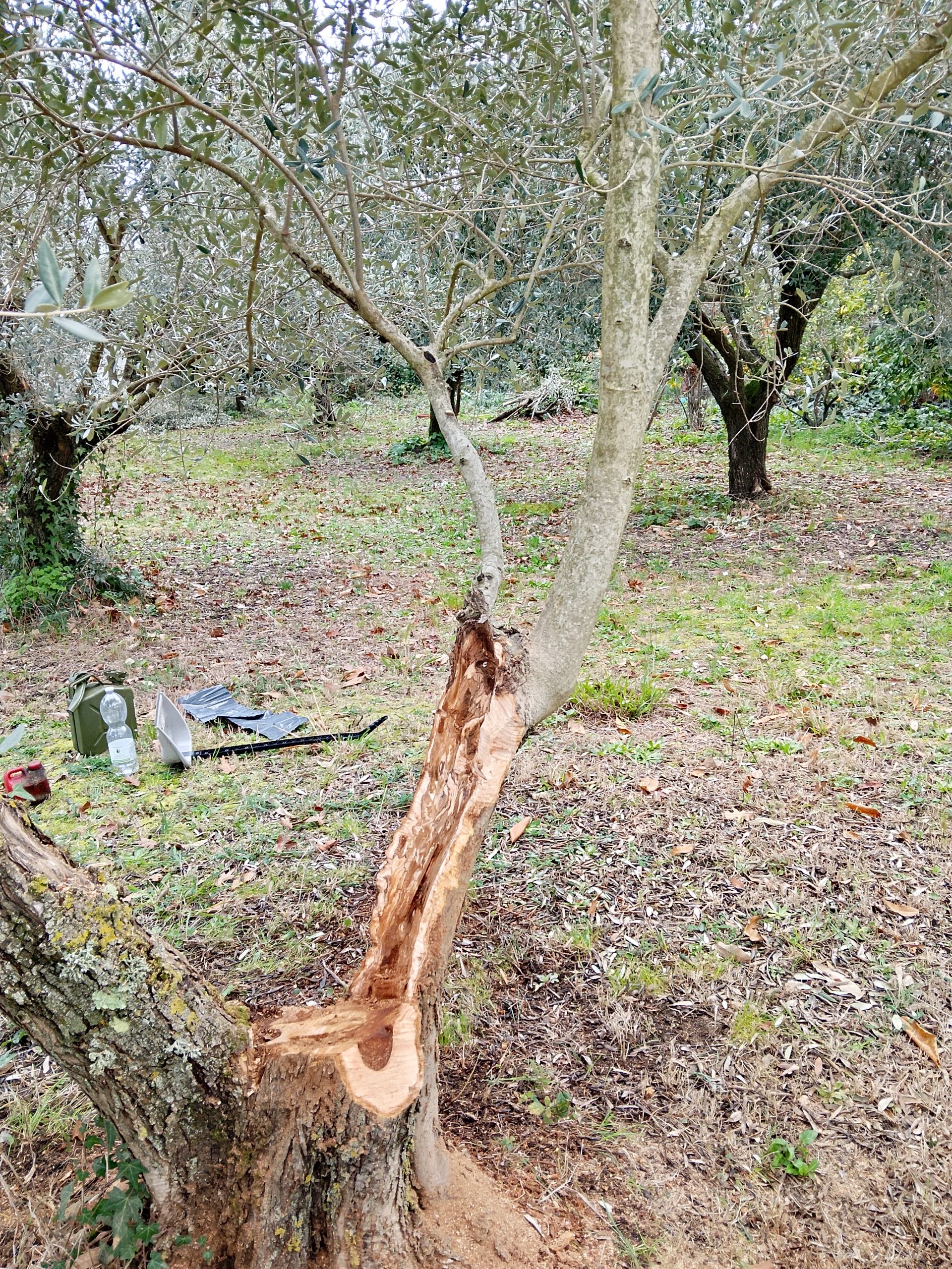 Potatura e cura ulivi