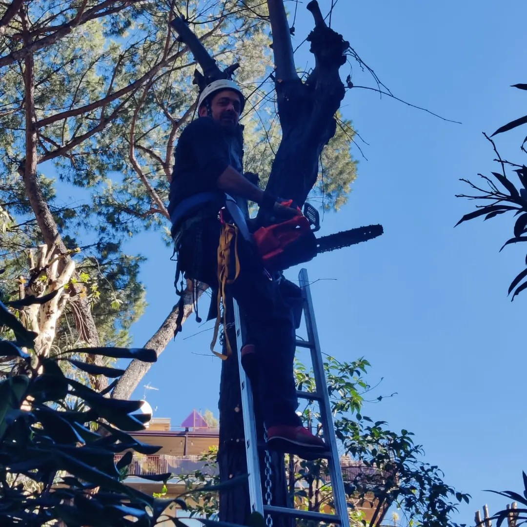 Gestione alberi ad alto fusto