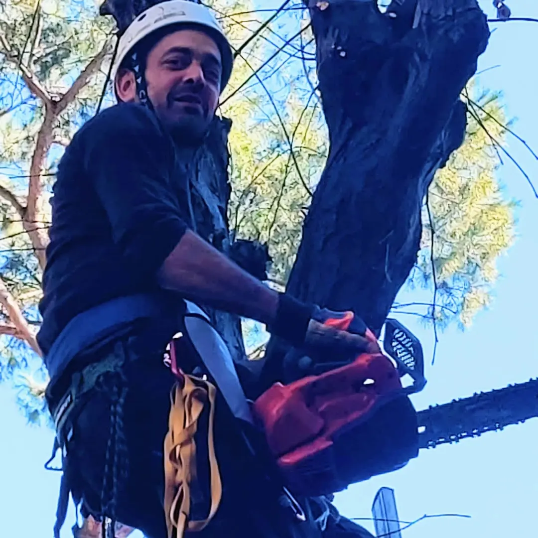 Gestione alberi ad alto fusto