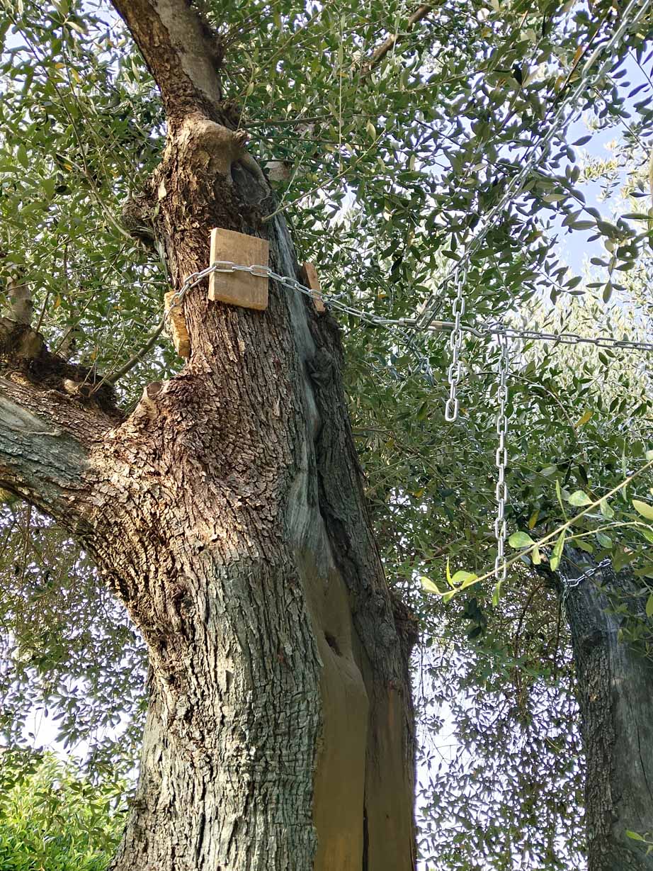 Cura delle carie e consolidamento statico dell'ulivo